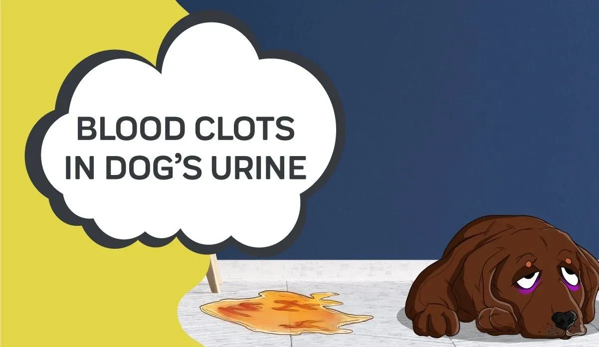Blood in Dog's Urine