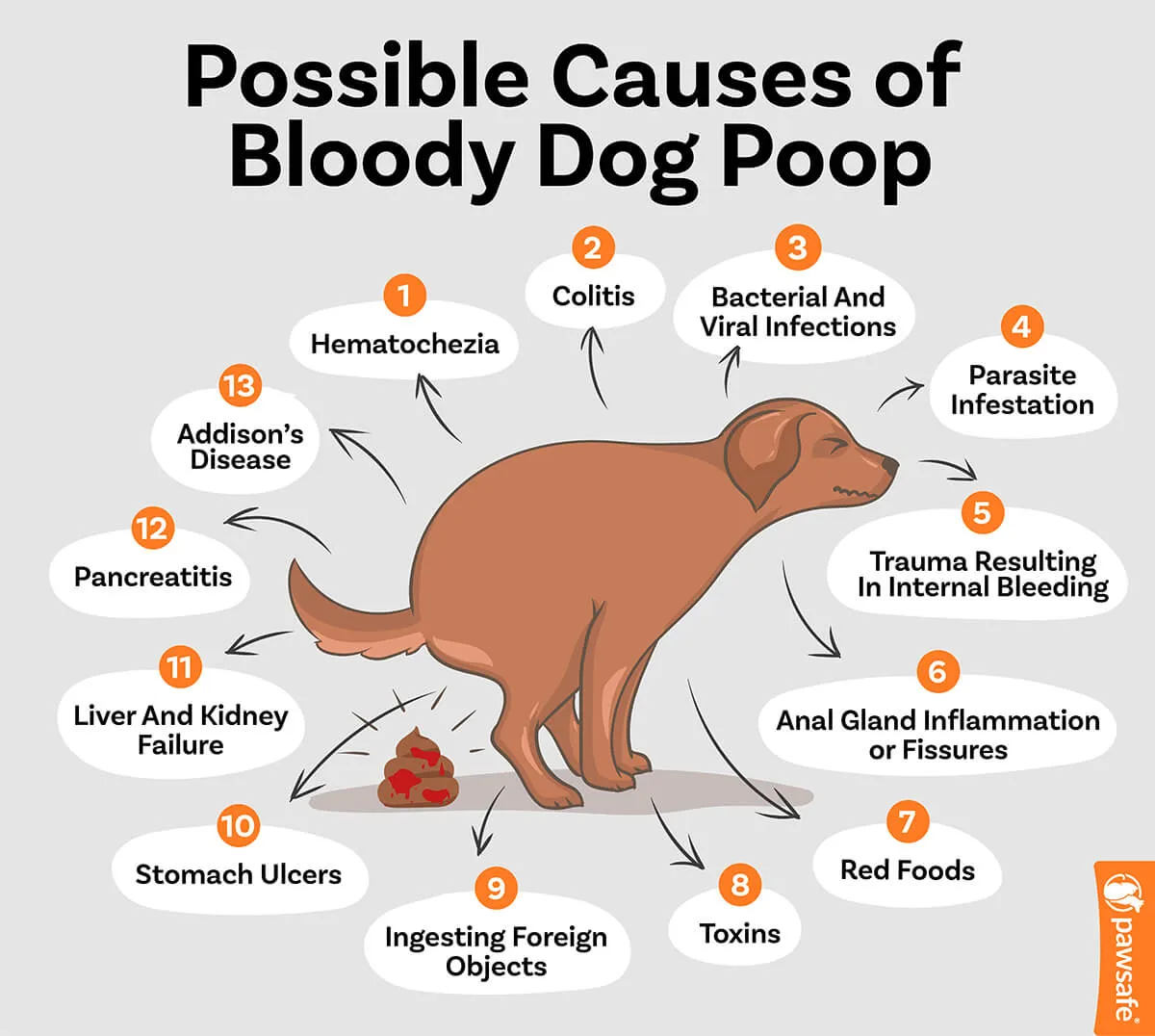 Common Causes of Blood in Dogs Poop