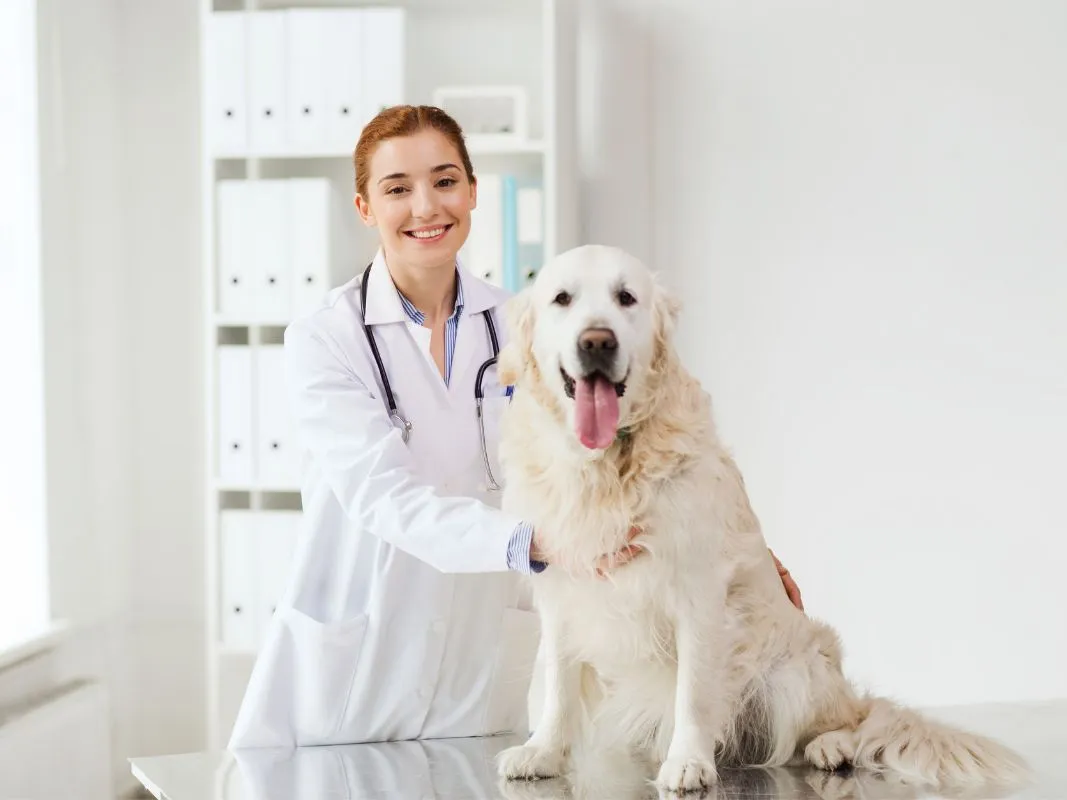 Comprehensive Services for Your Pet