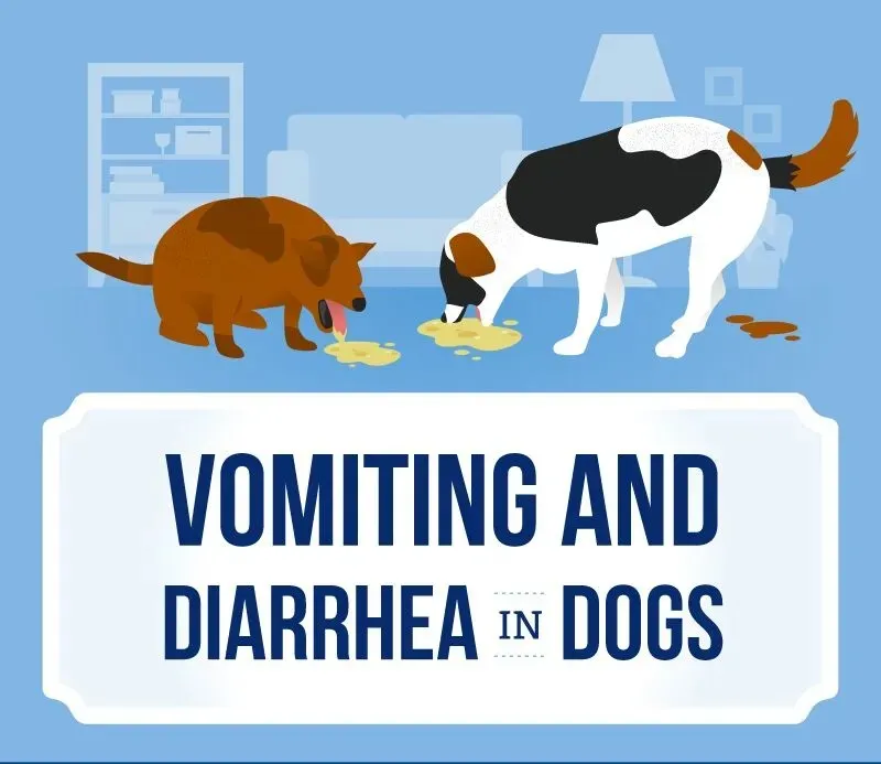 Dog Loose Stool and Vomiting: Causes, Treatment & Vet Tips