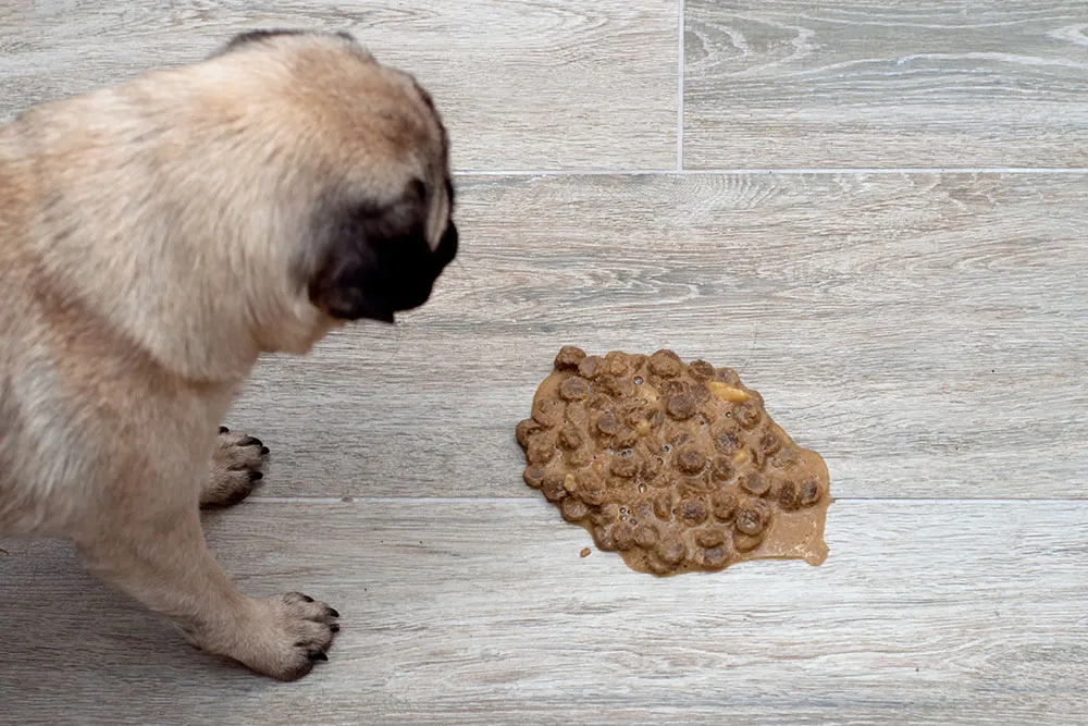 Dog Puking and Diarrhea: Causes, Care, When to See a Vet