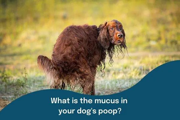 Mucus in Dog Poop: Causes, Treatment & Vet Guide 2025