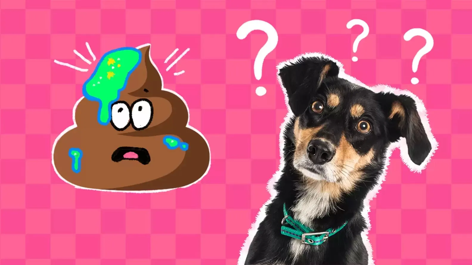 Preventing Mucus in Dog Poop