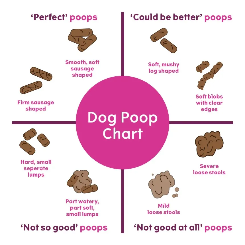 Soft Bowel Movements in Dogs