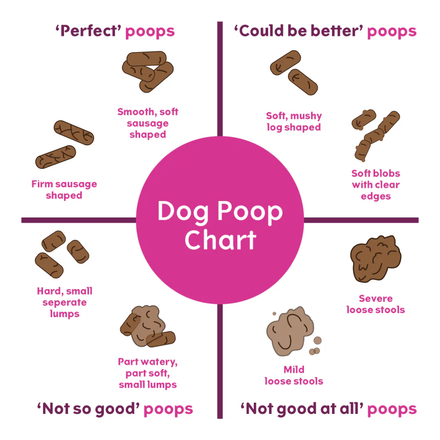 Soft Bowel Movements in Dogs