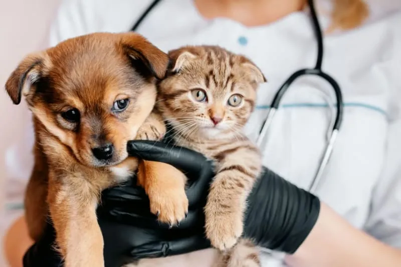 Wellness Care