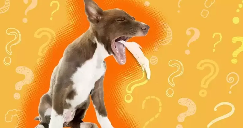 When to Worry About Dog Puking White Foam