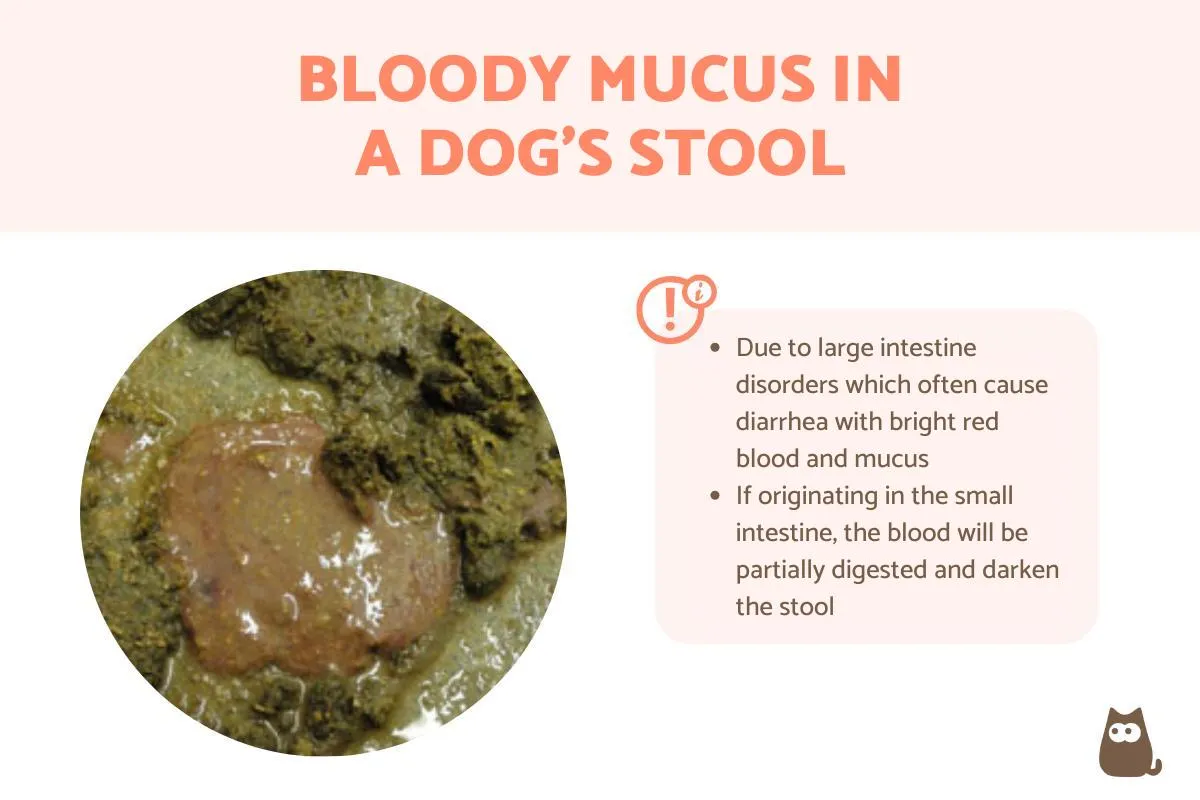 Blood in Dogs Poop: Causes, Treatment & When to See a Vet