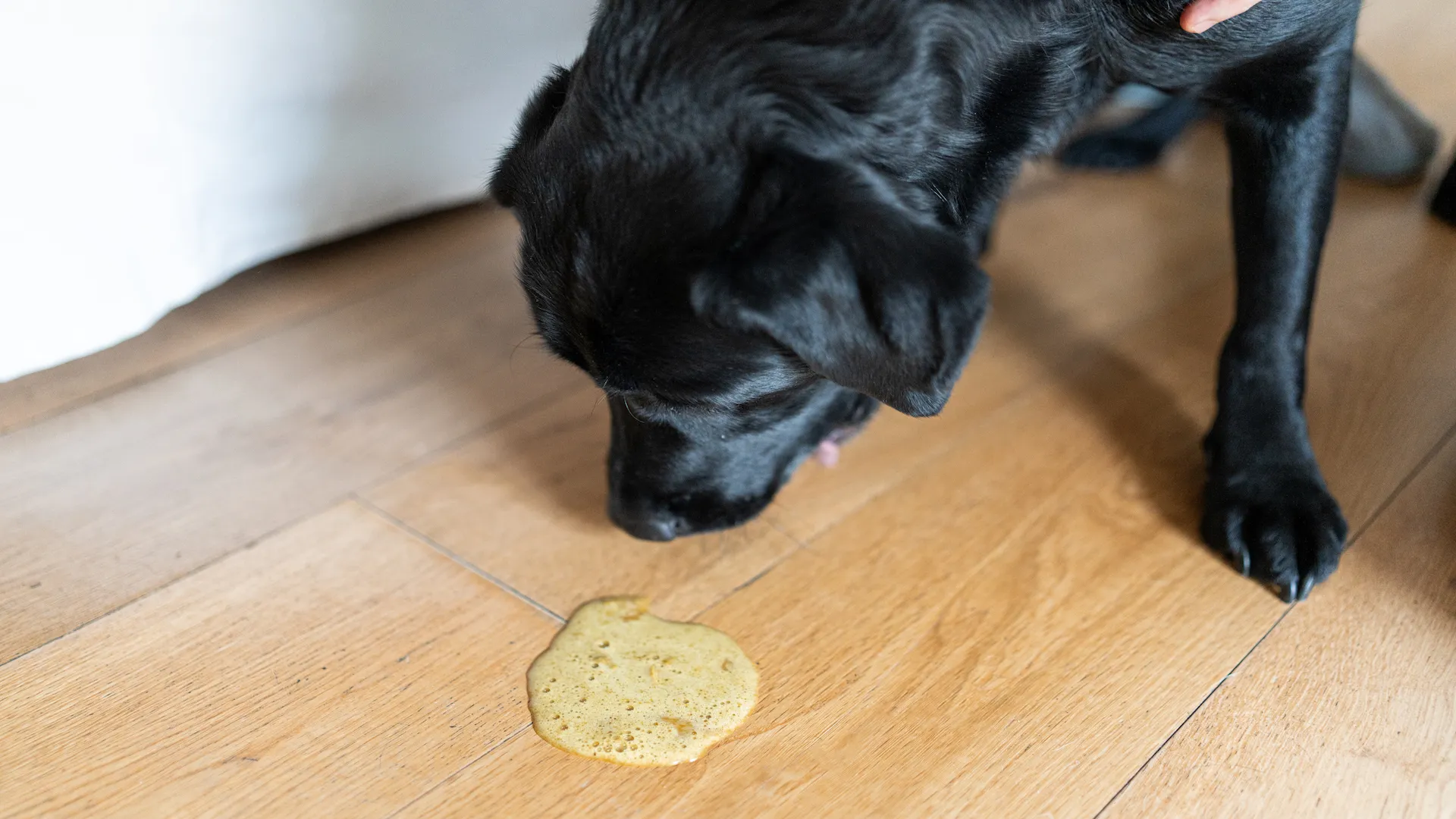 Dog Puking White Foam: Causes, Signs & What to Do