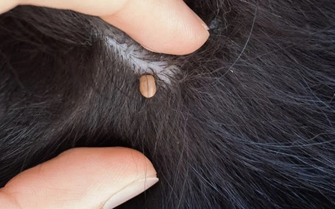 can dogs get skin tags